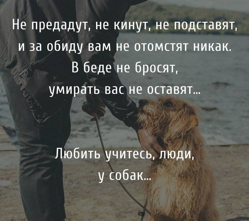 Сочинение на тему «преданность собак»сочинения по русскому языку и литературе