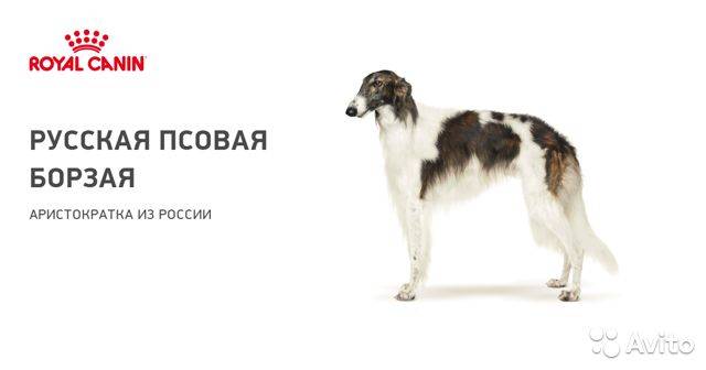 Русская (псовая) борзая: фото и стоимость собаки, характер и уход