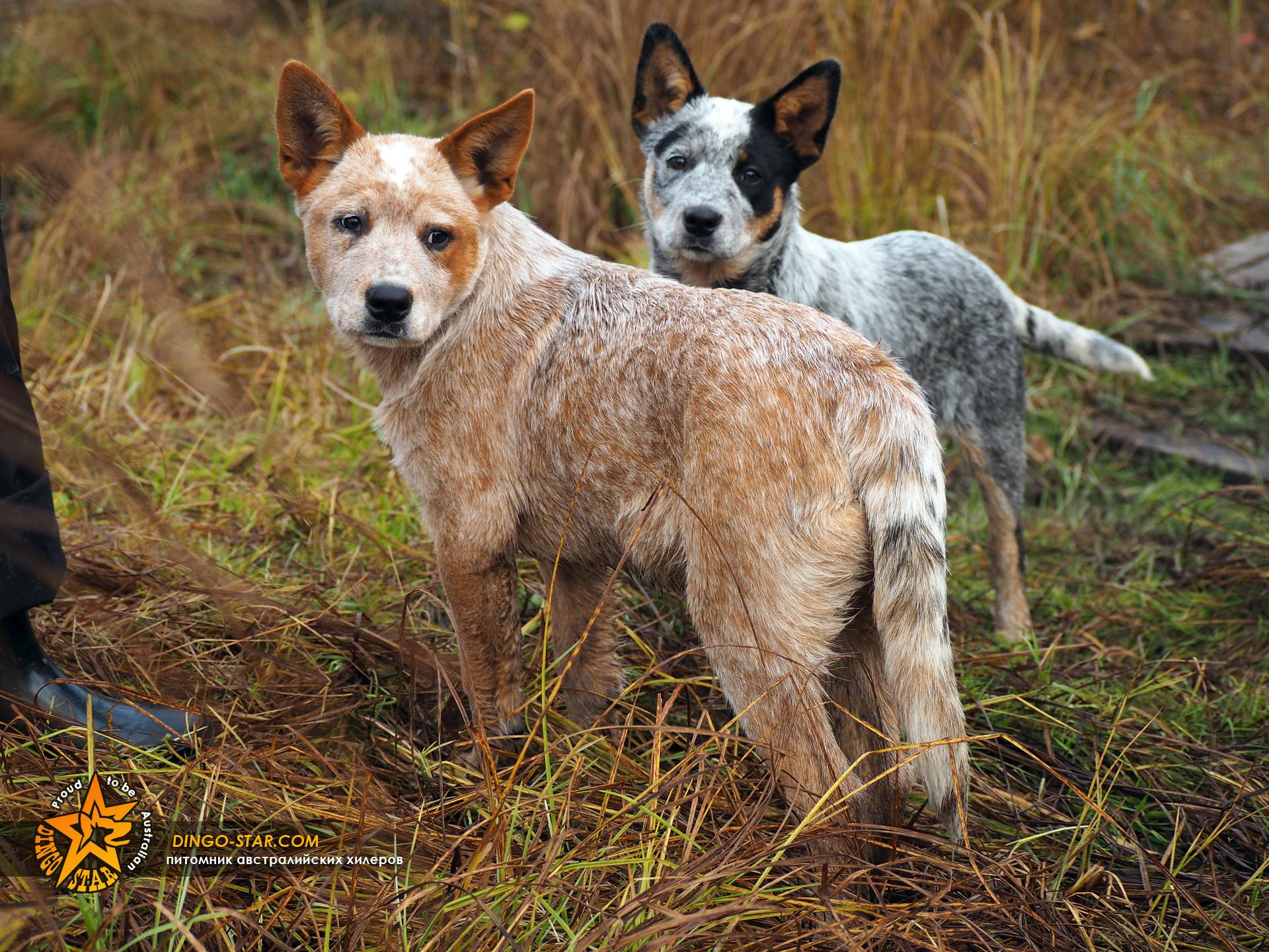 Австралийский хилер (пастушья собака) — отличный сторож и компаньон