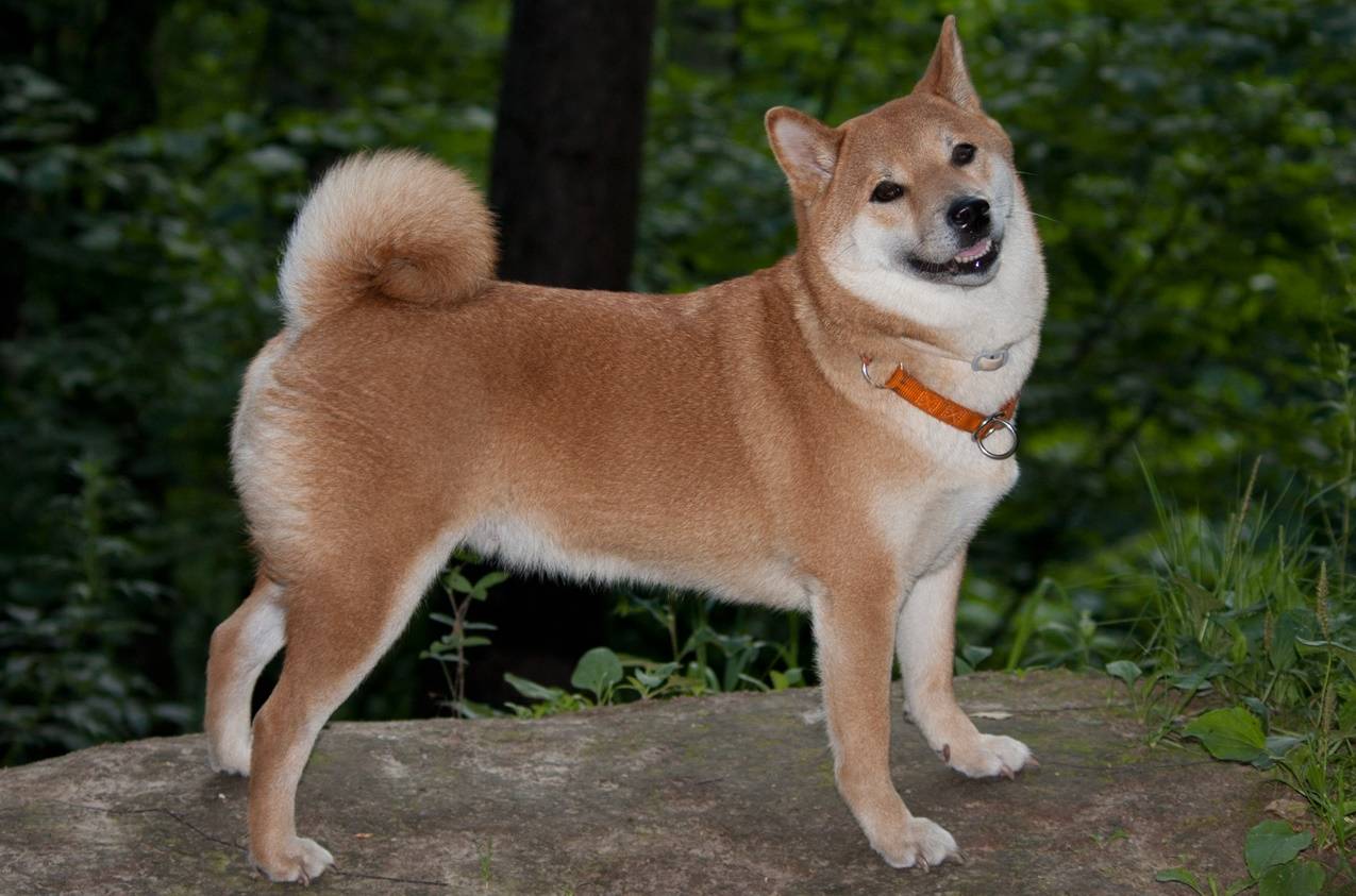 Японские породы собак: особенности характера и экстерьера