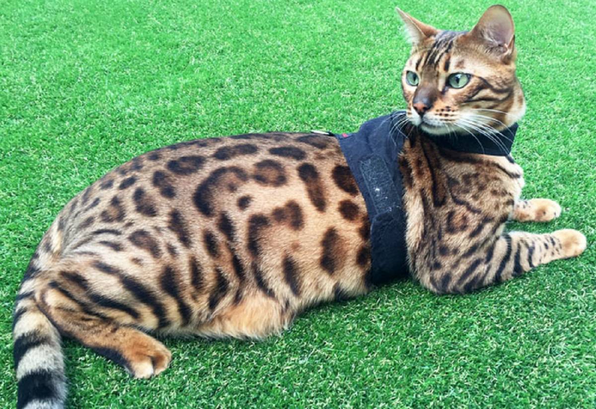Описание породы бенгальская кошка: как содержать «минилеопарда» в домашних условиях