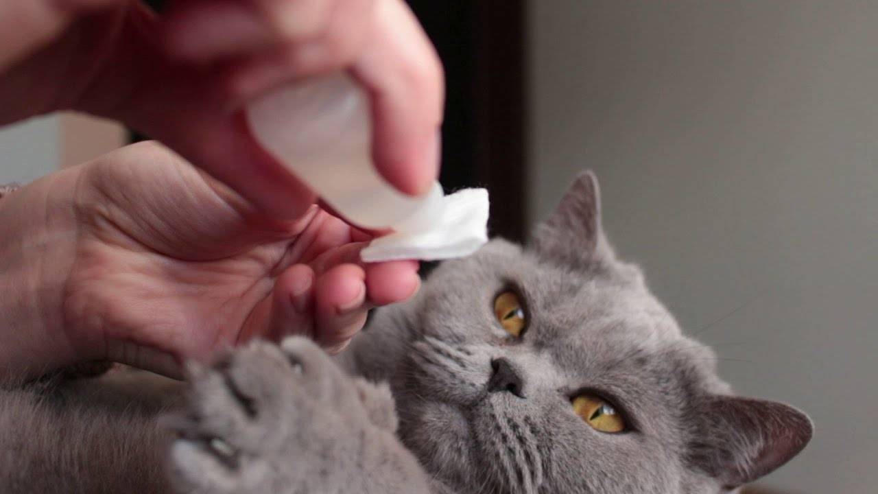 Кальцивироз у кошки: причины, симптоматика, лечение | блог ветклиники "беланта"
