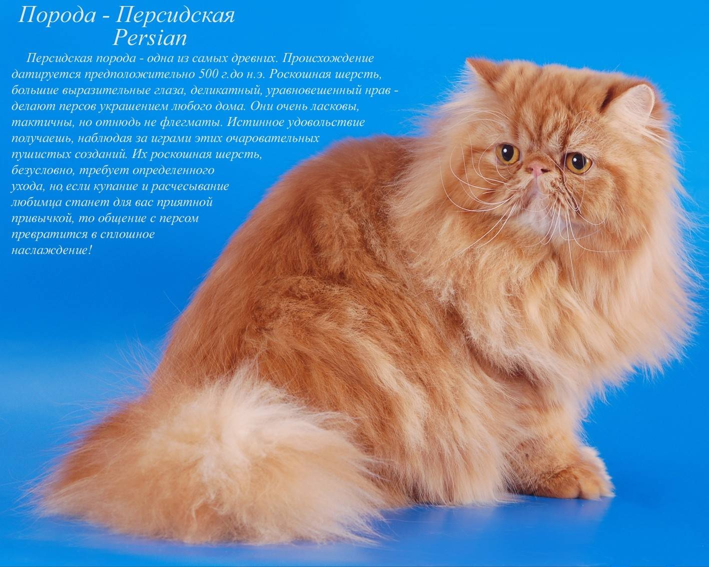 Персидские кошки: характер, уход, продолжительность жизни