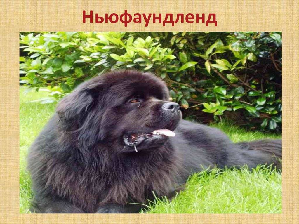 Ньюфаундленд собака. описание, особенности, уход и цена ньюфаундленда | sobakagav.ru