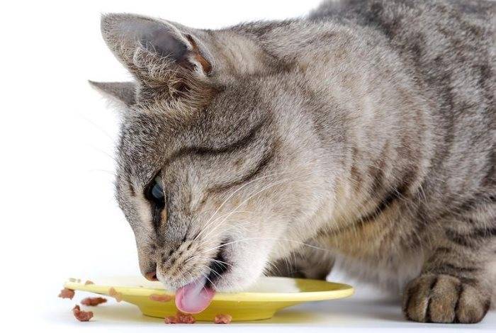 Аллергия на корм у кошек: симптомы, как и чем лечить?