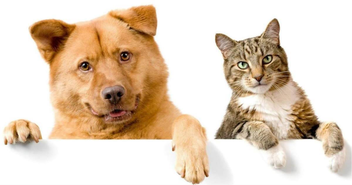 Как подружить кошку и собаку: советы профессионалов, а также кто лучше и кого выбрать - щенка или котенка, кота или собачку