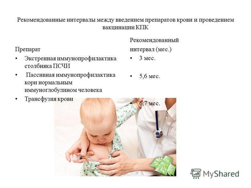 Прививки кошкам, график вакцинации котят и взрослых кошек