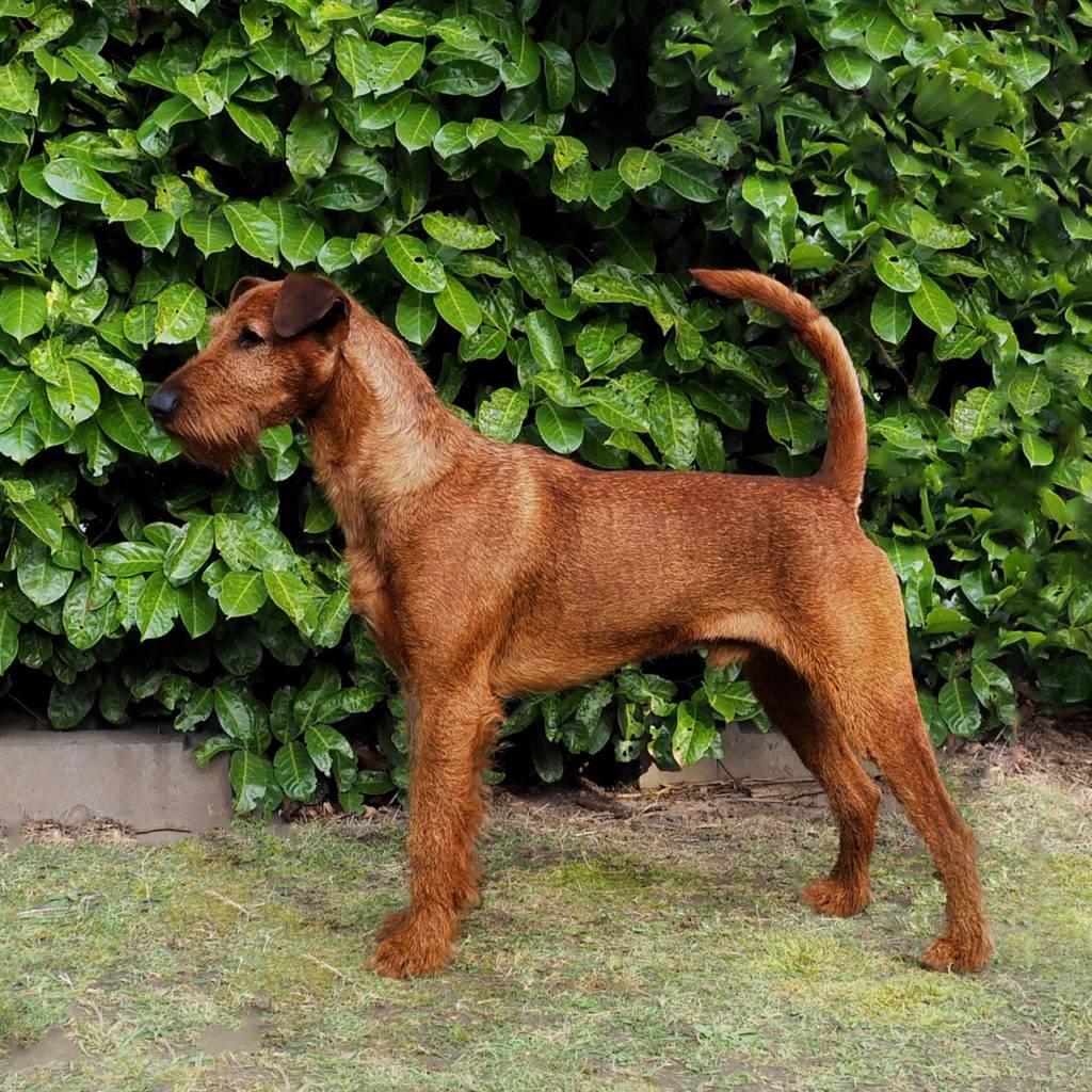 Ирландский терьер - характер собаки, окрас и тип шерсти, выращивание щенков, уход и кормление