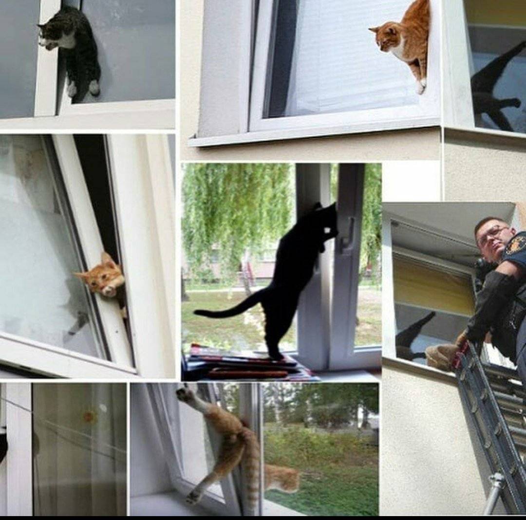 Кошка упала с балкона, этажа. кот, котенок упали с высоты