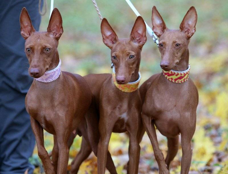 Чирнеко дель этна — описание породы собак
