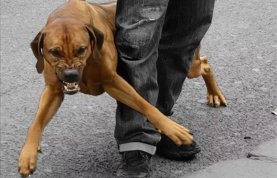 Топ-10 самых умных пород собак, которые легко поддаются дрессировке - лайфхакер