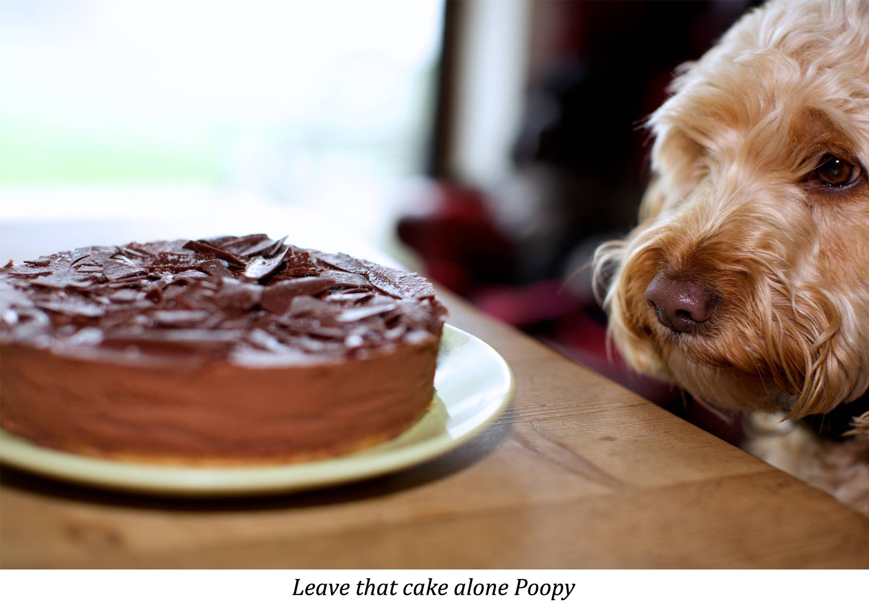 Почему собакам нельзя сладкое, и что делать, если пес съел шоколад