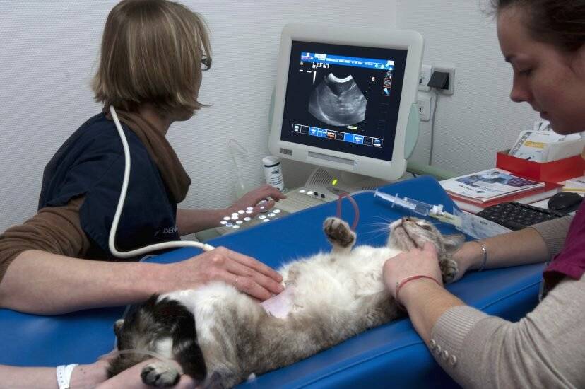 Узи собак в ветеринарной клинике