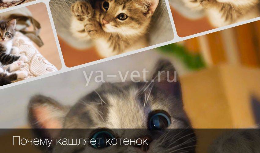 Почему кошка чихает: причины, что делать в домашних условиях