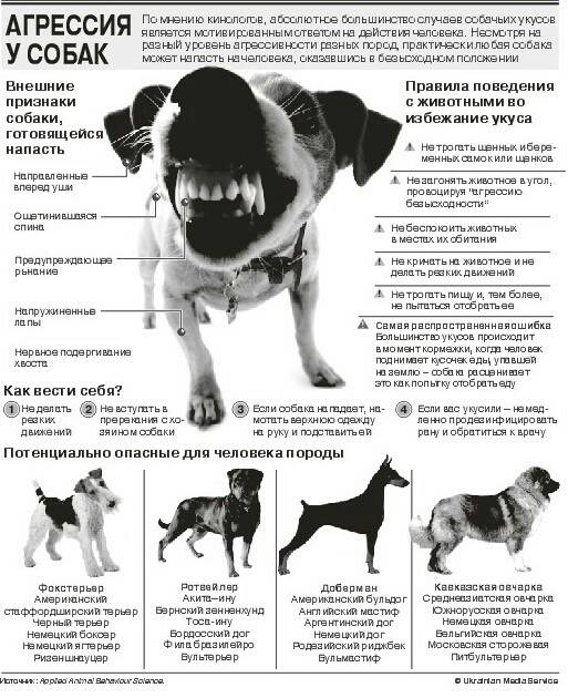 Укус бродячей собаки: опасность и первая помощь