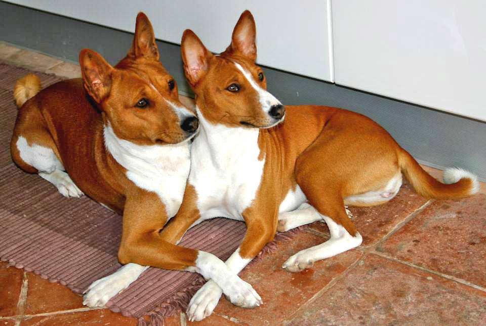Собака басенджи – особенности, характер, окрасы, плюсы и минусы питомца, полезные советы владельцам