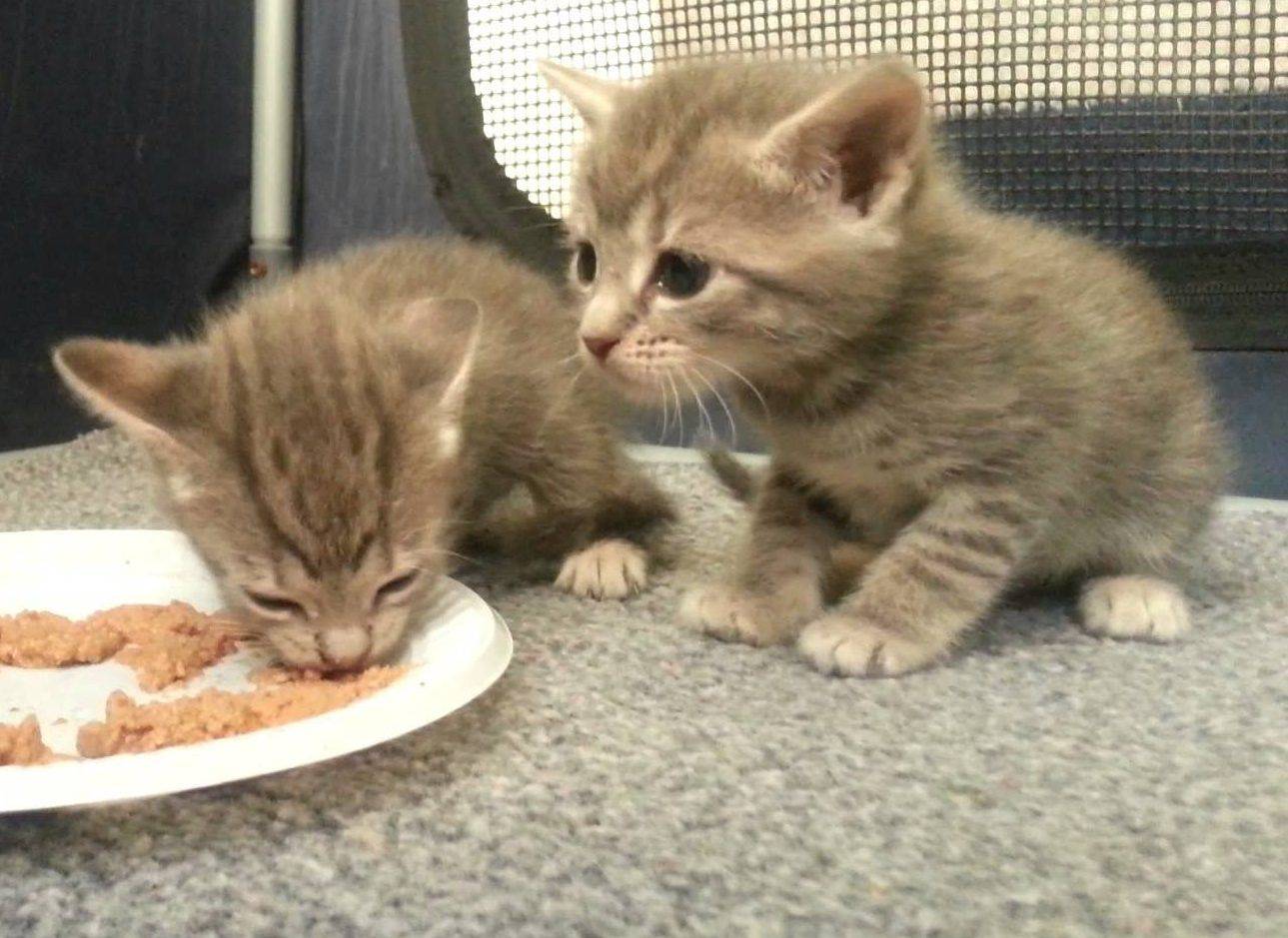 Как выкормить котенка без кошки: секреты молочного рациона для малышей