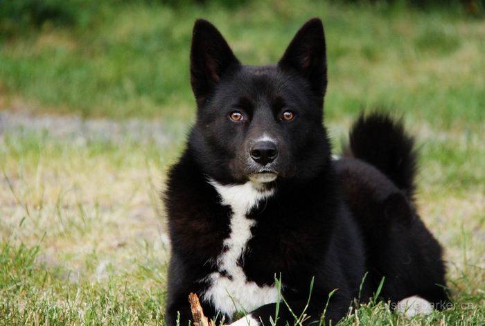 Карельская медвежья собака — википедия. что такое карельская медвежья собака