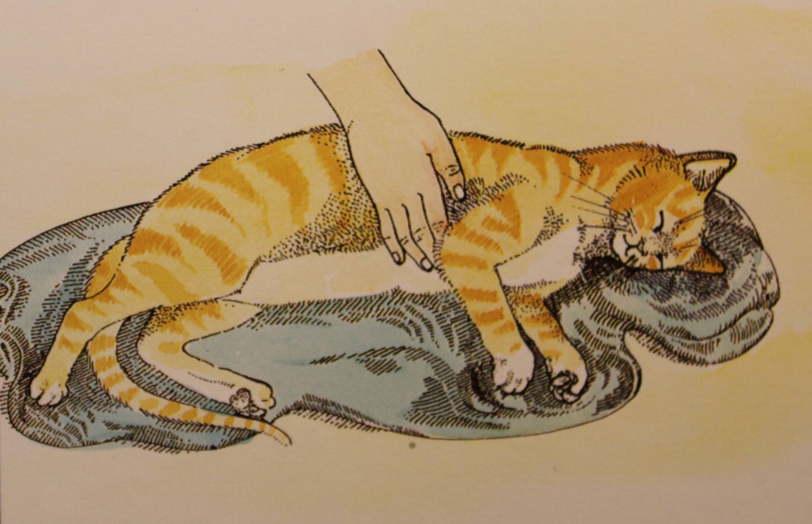 Переломы и вывихи у кошки: причины, симптомы, лечение | блог ветклиники "беланта"