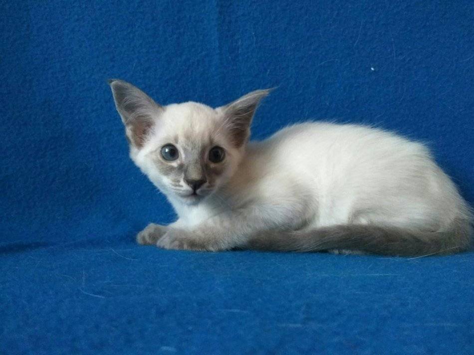 Балинезийская кошка - 125 фото, характеристики, особенности и советы по выбору