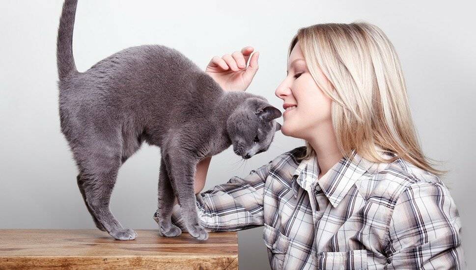 Как понять, что кошка тебя любит | zdavnews.ru