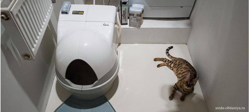 Автоматический туалет для кошек: преимущества и недостатки популярных моделей, в том числе catgenie