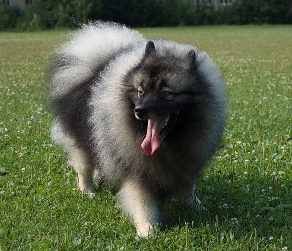 Кеесход: немецкая волчья собака вольфшпиц, описание породы, фото и цены на щенков, характер и размеры взрослых