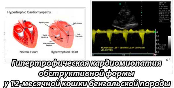 ГКМП у кошек (гипертрофическая кардиомиопатия)