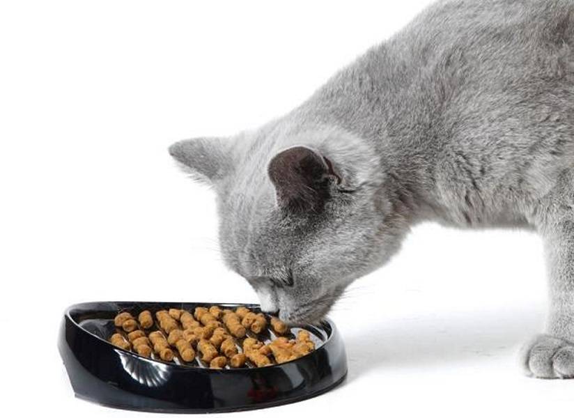 Чем лучше кормить кошку: разновидности кормов, плюсы и минусы, советы ветеринаров для выбора питания кошкам