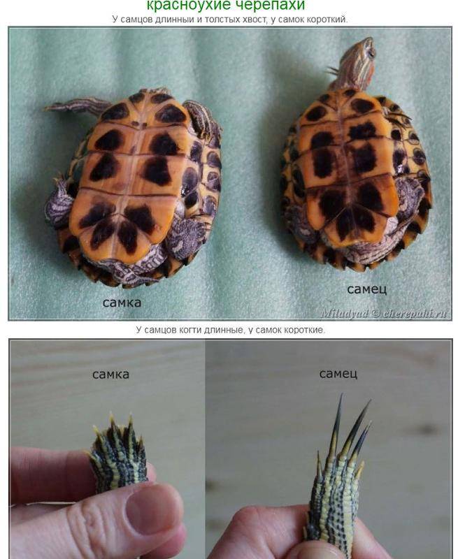 Как определить возраст и пол красноухой черепахи?