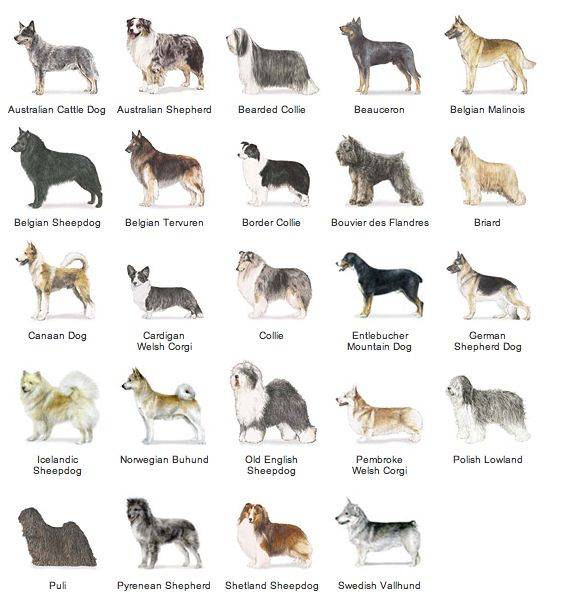 ᐉ как узнать породу собаки по фото, как определить породистый щенок или нет? - zoomanji.ru