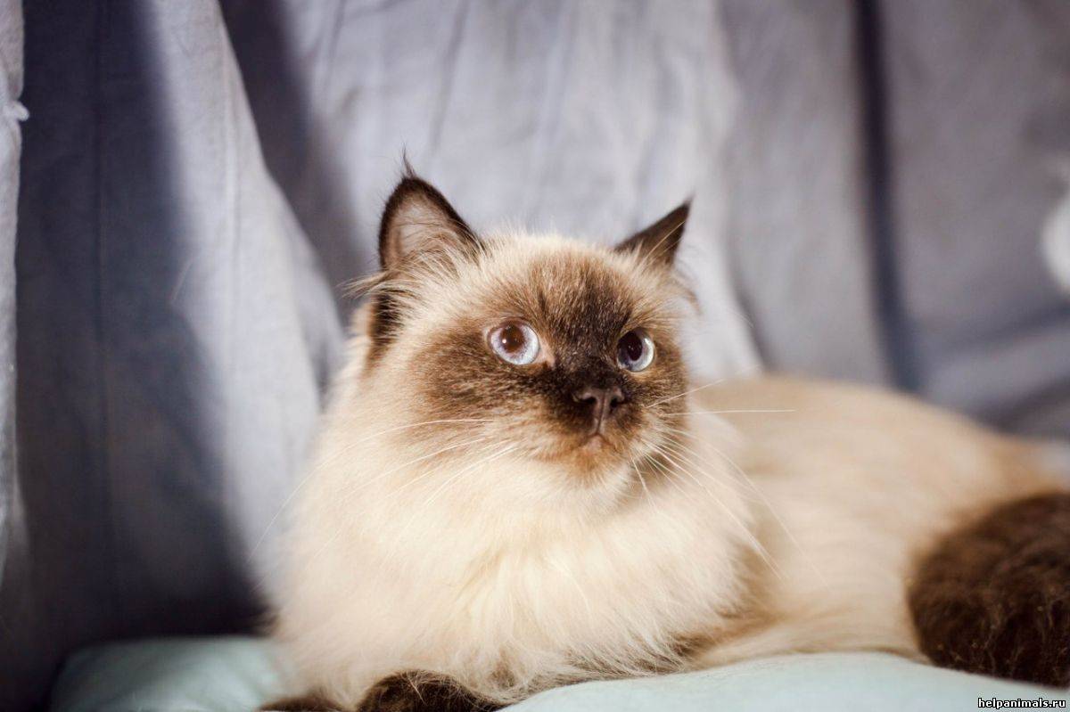 Бирманская кошка (бирма) - фото, цена котенка, описание характера и стандарта