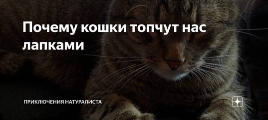 Почему кошки топчут нас лапками - oozoo.ru