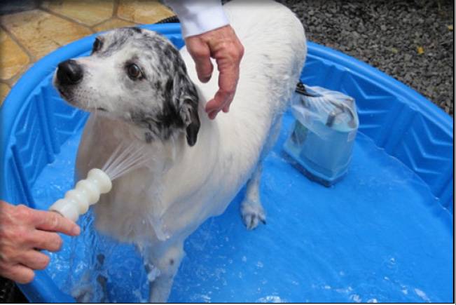 Инструкция как мыть собаку правильно — как часто и чем мыть