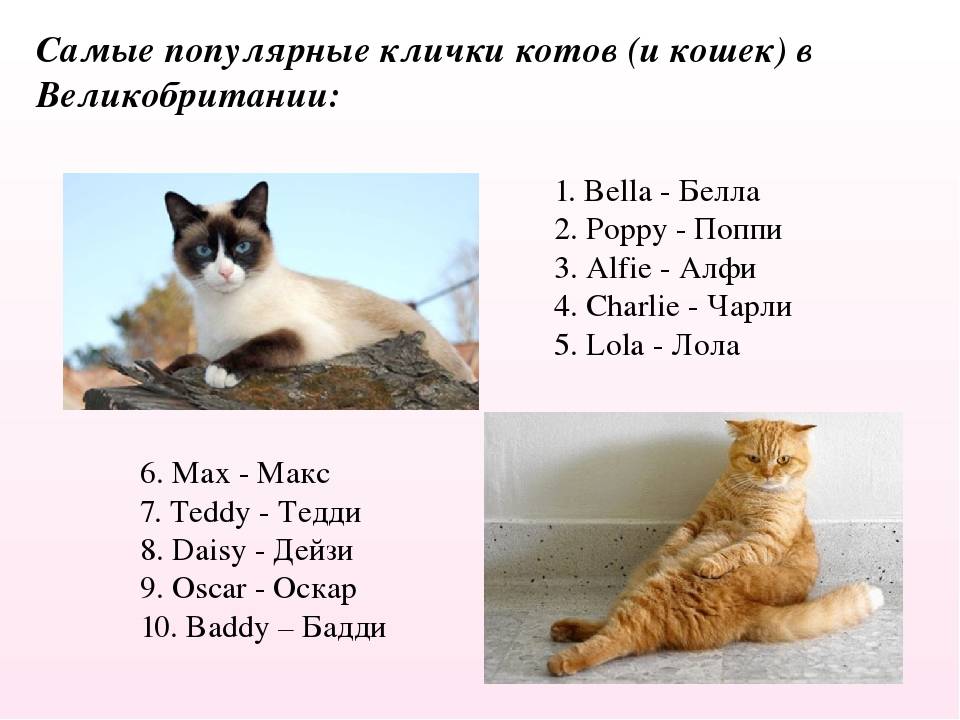 Имена для породистых кошек и котов, красивые клички для котенка девочки и мальчика