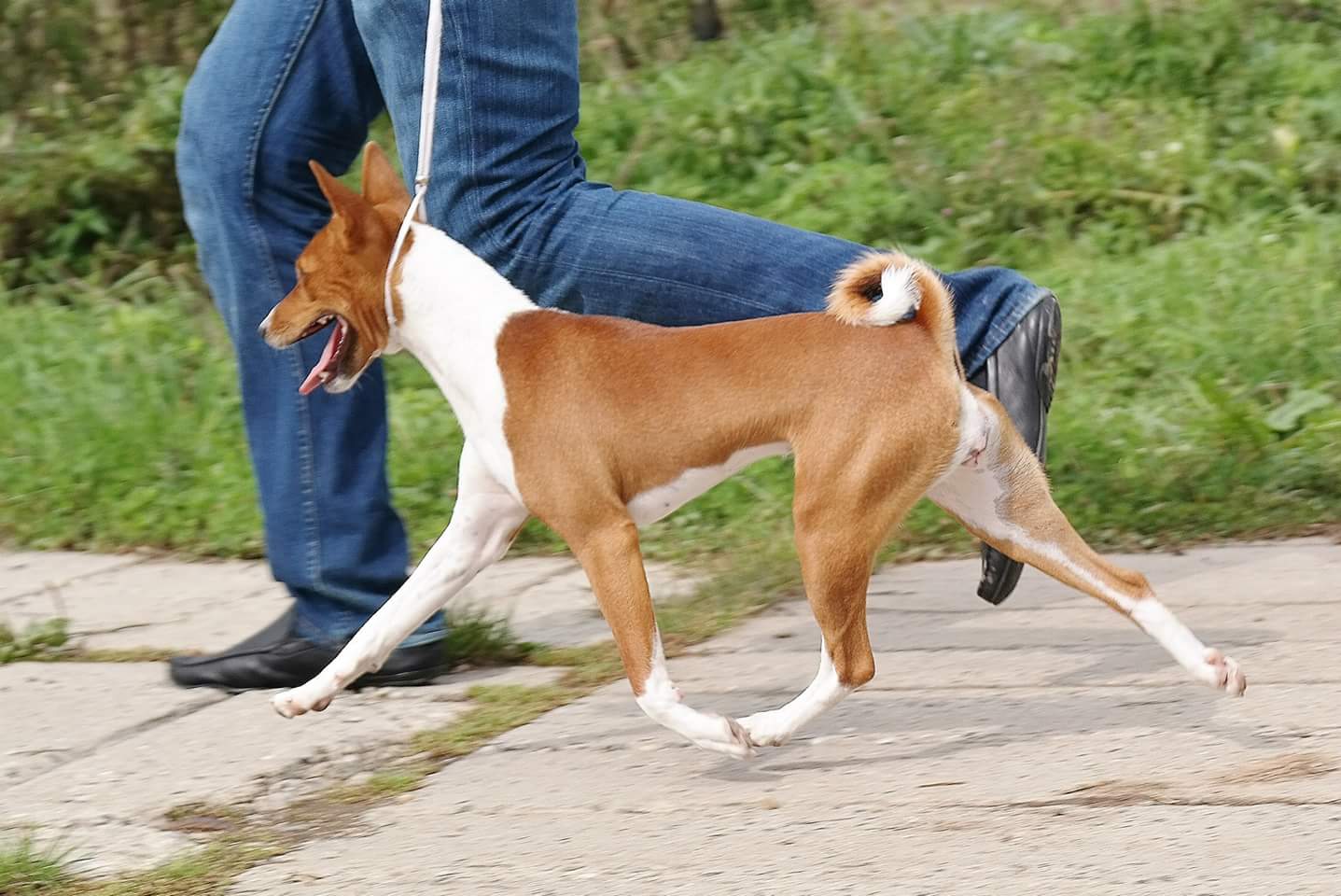 Собака басенджи – особенности, характер, окрасы, плюсы и минусы питомца, полезные советы владельцам