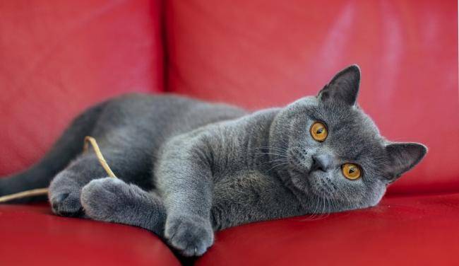 15 самых умных пород кошек - кэт молли