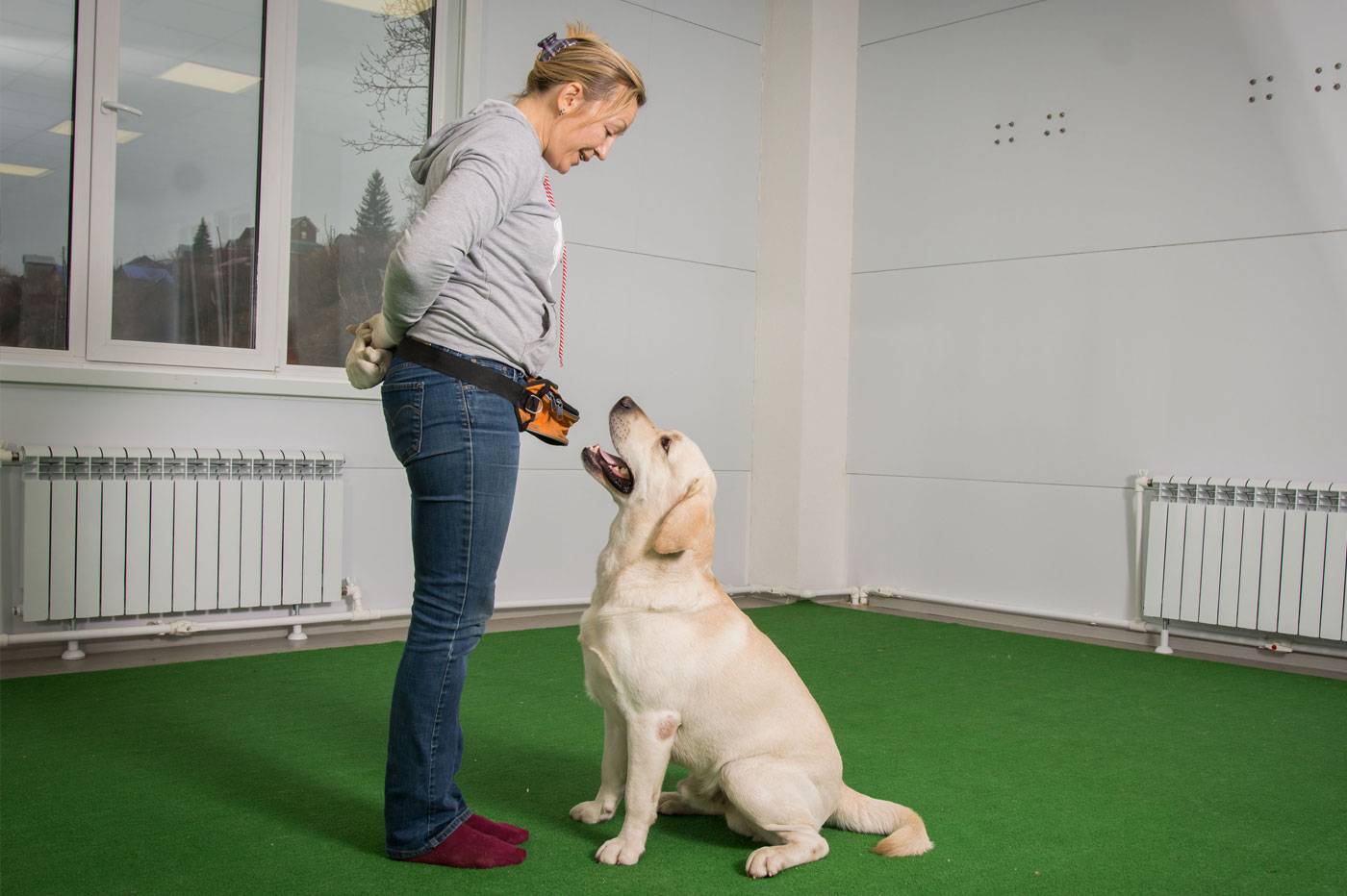 Правила дрессировки собаки дома: инструкция по тренировке даже дворняги