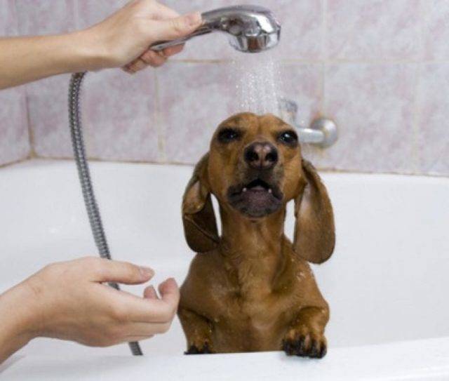 Как помыть собаку? рекомендации по правильному купанию собак