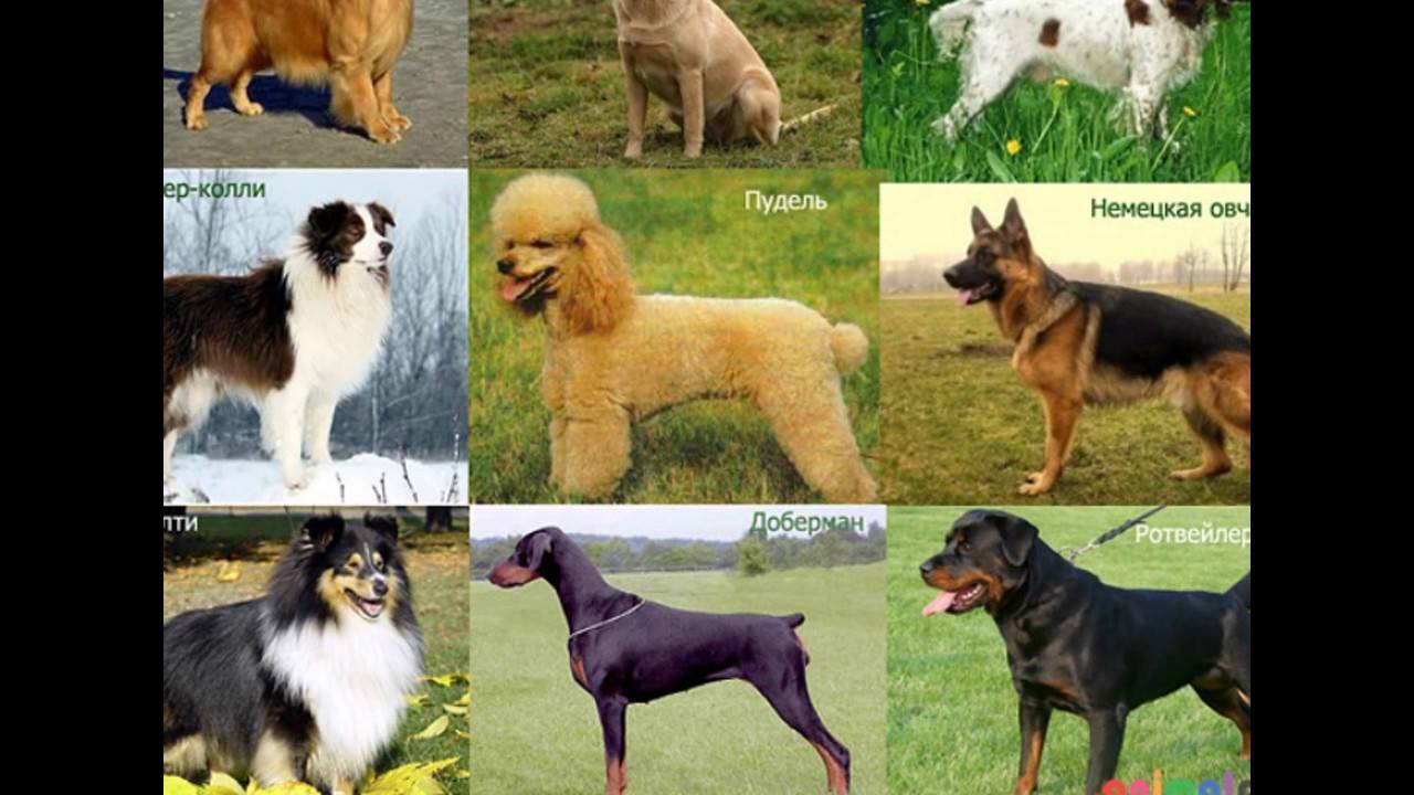 Собаки средней породы с названиями и фотографиями