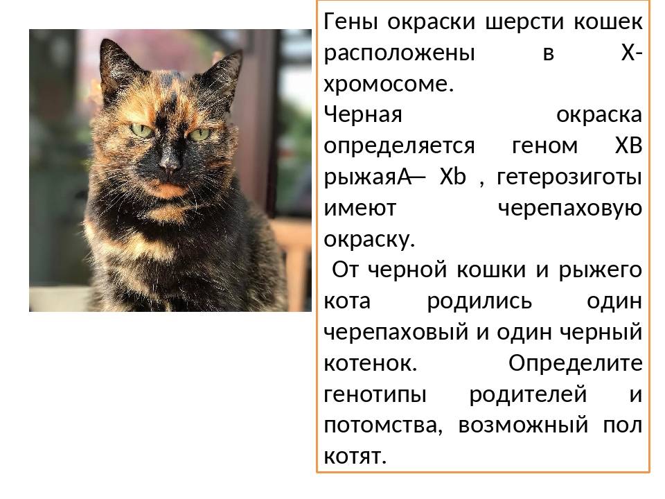Синдром кошачьего крика | клиника "центр эко" в москве