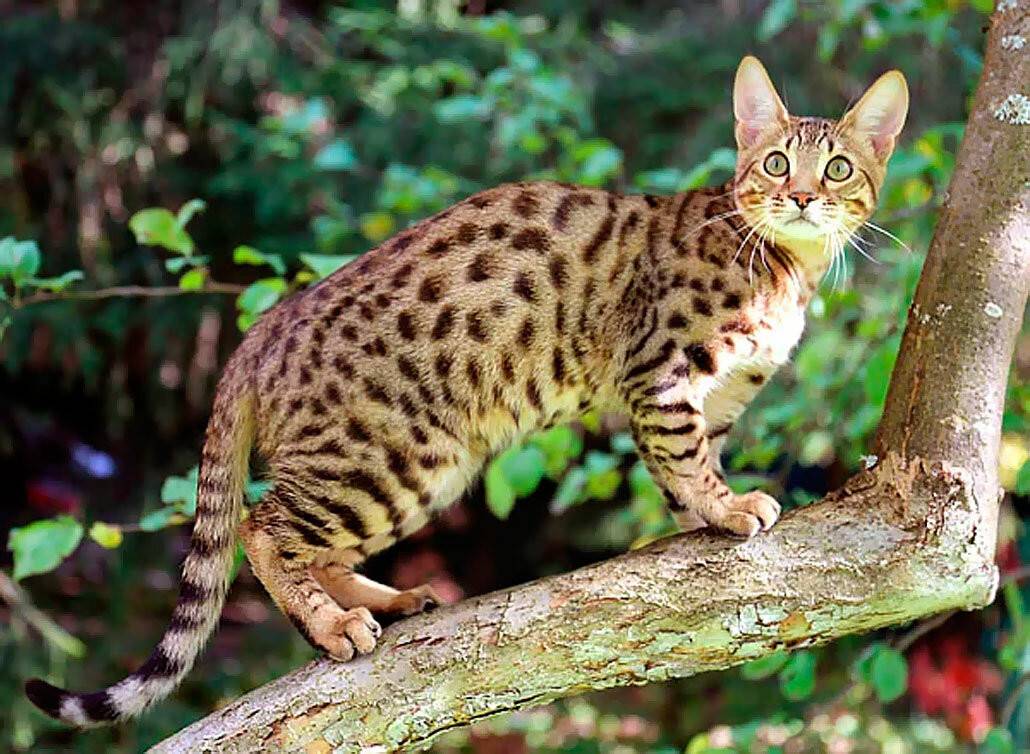 Серенгети: описание породы, характер и повадки кошки, особенности ухода, фото, отзывы владельцев