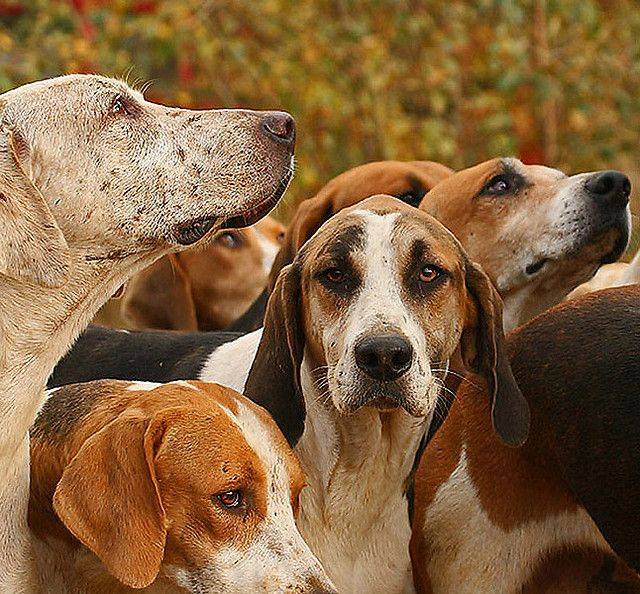 Описание породы собак американский фоксхаунд с отзывами и фото