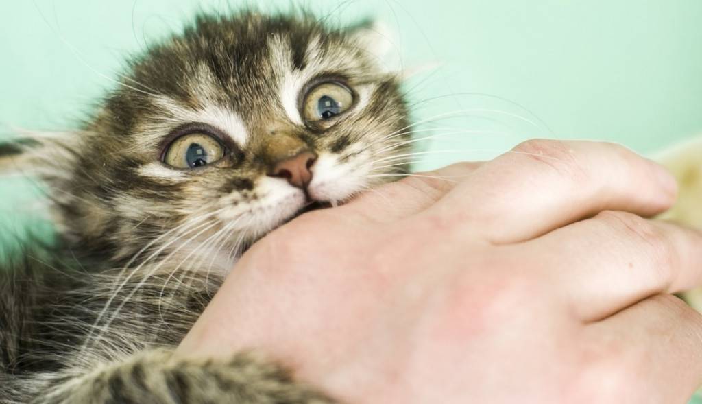 Почему кошка кусается когда её гладишь: основные причины
