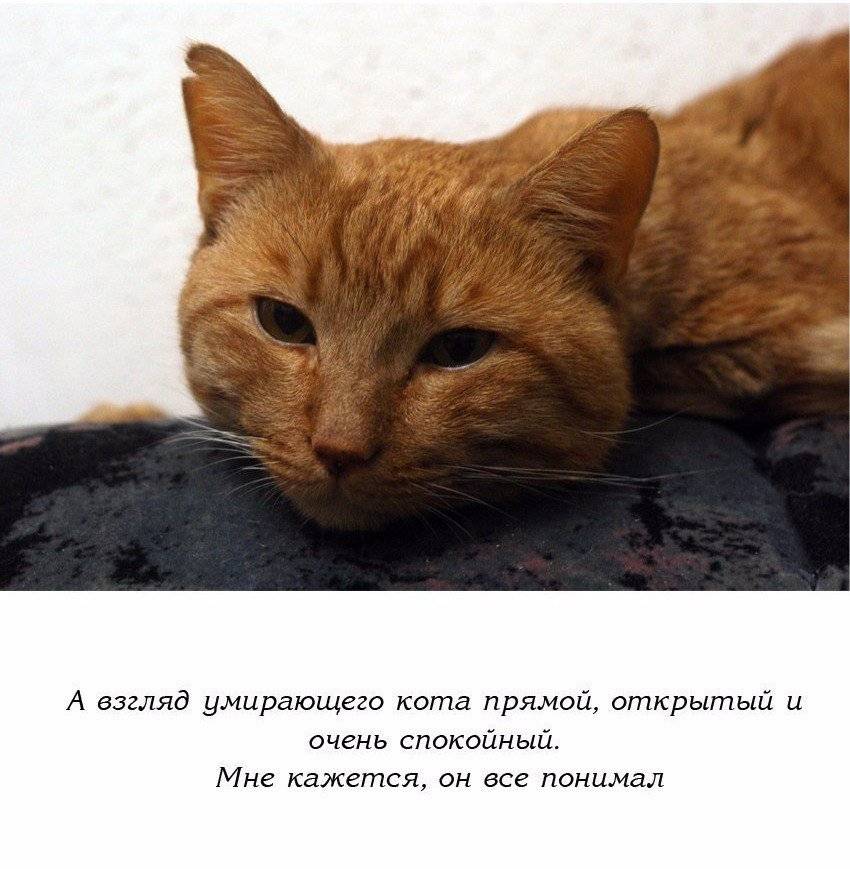 Почему кошки уходят умирать из дома - oozoo.ru