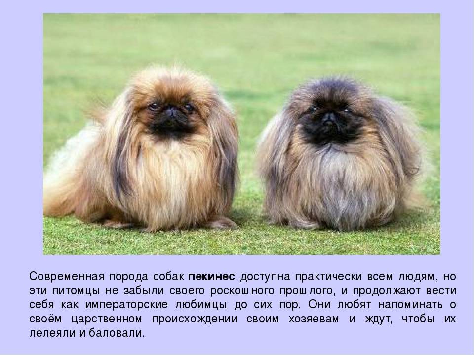 Пекинес — порода собак