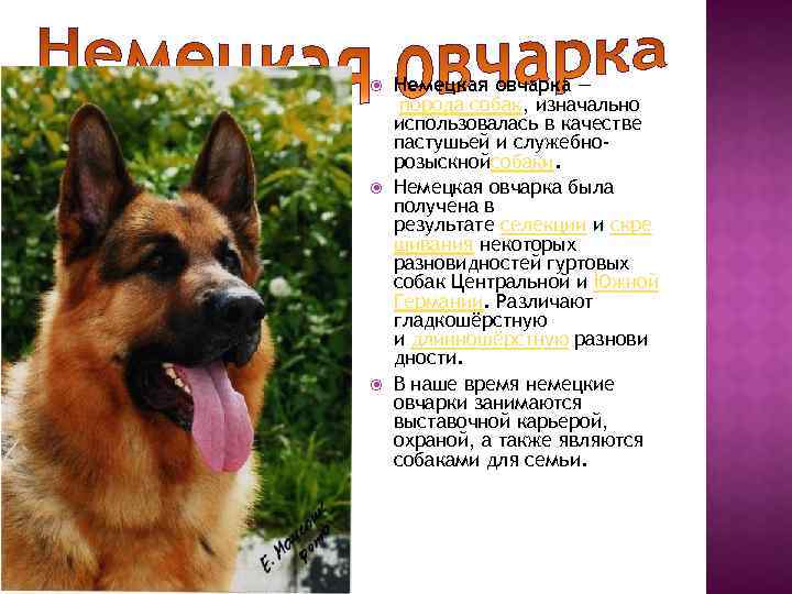 Порода собак южнорусская овчарка - описание, характер, характеристика, фото южнорусских овчарок и видео, цена
