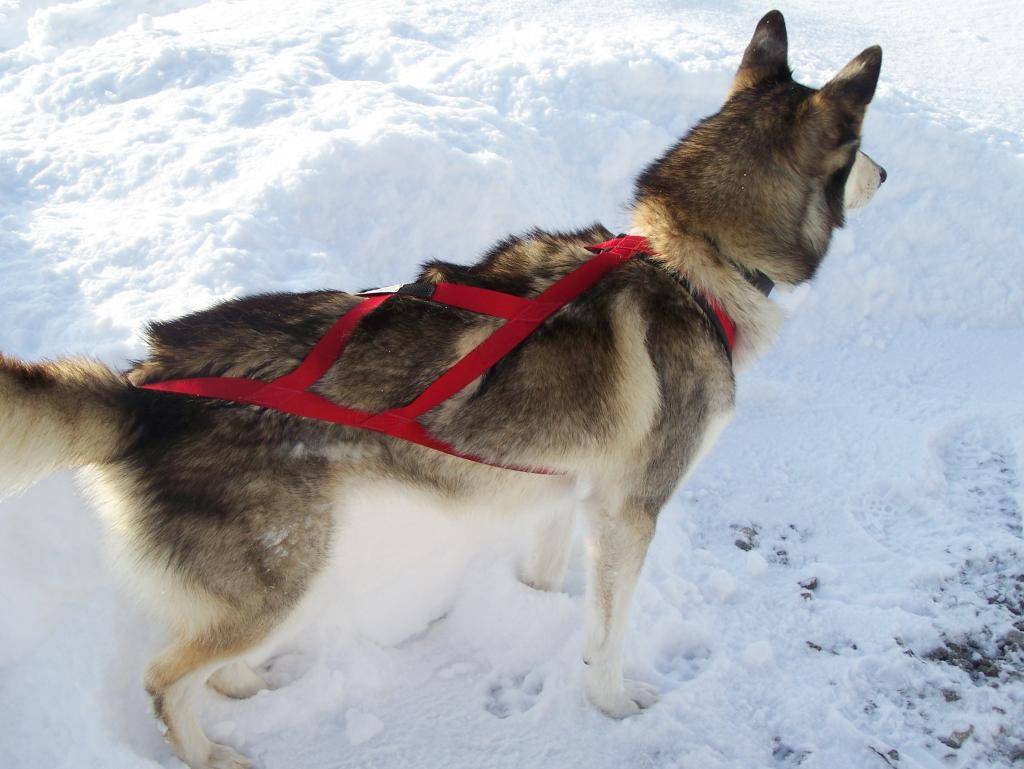 Как одевать на собаку шлейку: пошаговая инструкция и полезные советы - animallist.ru