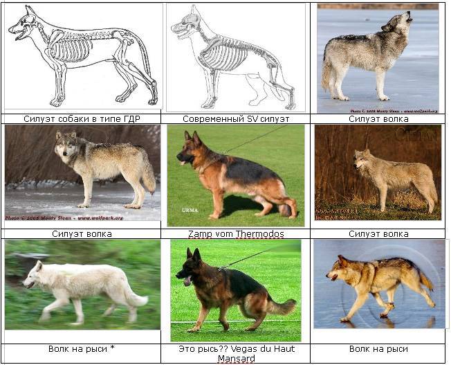 Немецкая овчарка - 113 фото собаки с самыми умными глазами