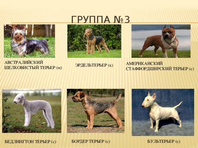 Классификация пород собак по группам — какие бывают